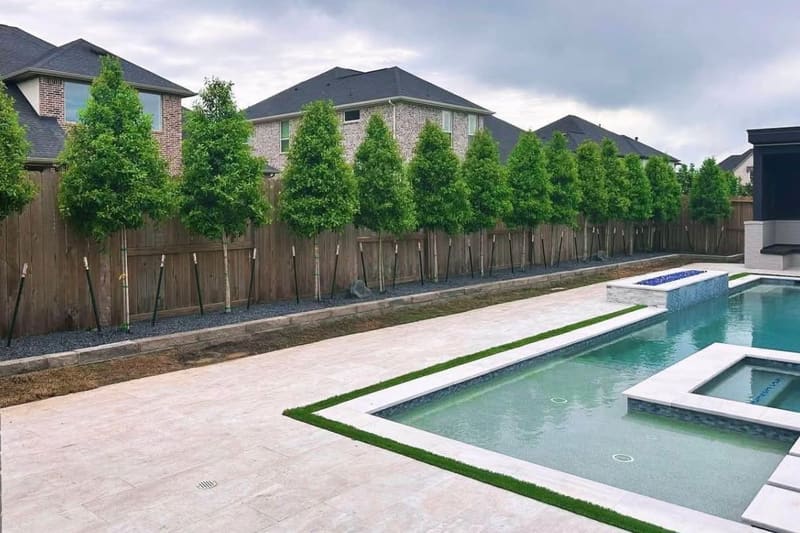 Travertine pool deck with turf borders and a newly planted row of privacy trees along the back fence